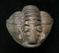 Enrolled Flexicalymene Trilobite From Indiana #5611-2